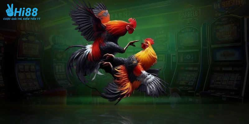 Quy định chi tiết trong bộ môn chọi kê cựa sắt