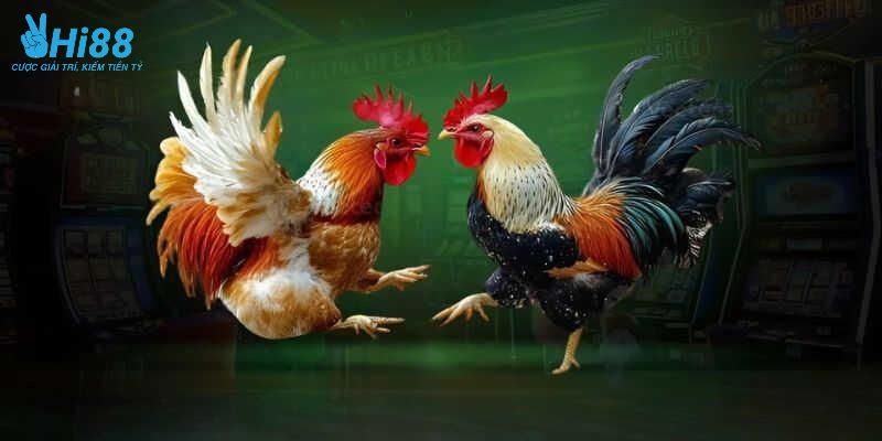 Tường thuật các trận hùng kê nổi danh nhất thị trường