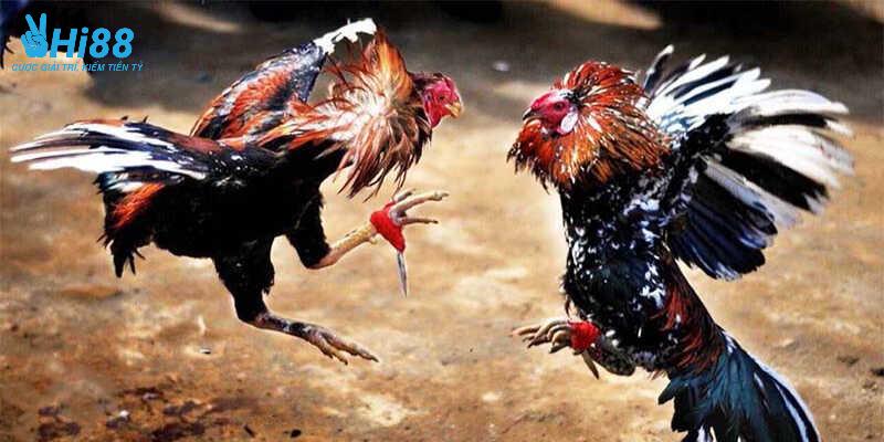 Tham gia cược gà tại nhà cái siêu đơn giản